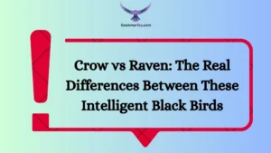 Crow vs Raven: The Real Differences Between These Intelligent Black Birds